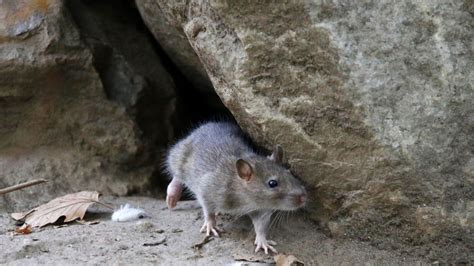 Rats! 2025 𝚆𝚊𝚝𝚌𝚑 Online Without Ads
