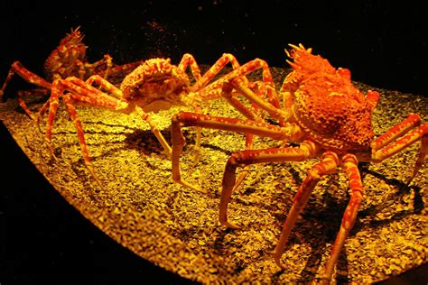 Attack Of The Crab Monsters 2025 𝚆𝚊𝚝𝚌𝚑 Online In [country]

