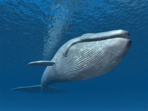 Una ballena 2025 Mo𝚟ie